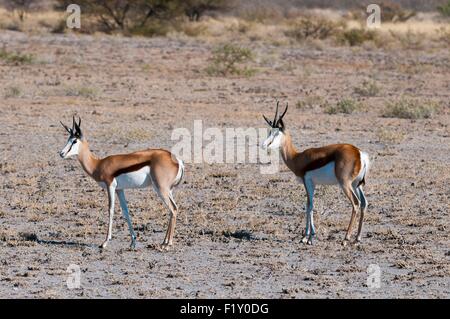 Il Botswana, Central Kalahari National Park, Springbok (Antidorcas marsupialis) Foto Stock