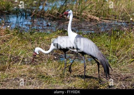 Il Botswana, Okavango Delta, elencato come patrimonio mondiale dall UNESCO, Khwai concessione, Wattled gru (Bugeranus carunculatus) Foto Stock