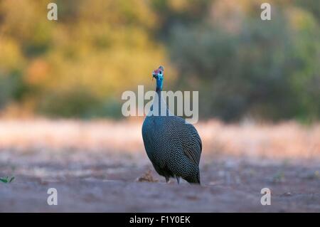 Il Botswana, Riserva di Mashatu, Helmeted faraone (Numida meleagris) Foto Stock