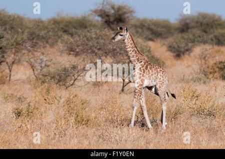 Il Botswana, Riserva di Mashatu, giraffe meridionale (Giraffa camelopardalis) Foto Stock