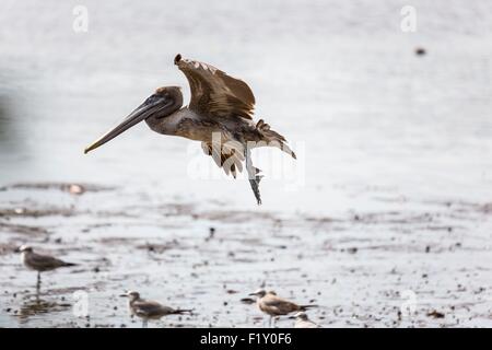 Costa Rica, pelican in volo Foto Stock