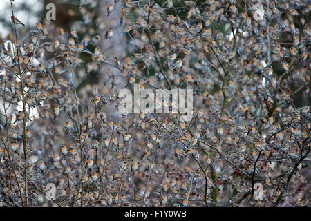 Germania, Bade-Wurtemberg, raccolta di milioni di fringuelli in una comunità dormitorio invernale nel sud-ovest della Germania, essi posatoio in alberi, Brambling (Fringilla montifringilla), Durante inverni rigidi nella loro gamma invernale, fringuelli settentrionale è in grado di spostare il gruppo enorme fu Foto Stock