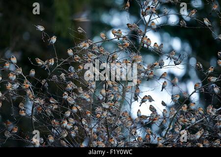 Germania, Bade-Wurtemberg, raccolta di milioni di fringuelli in una comunità dormitorio invernale nel sud-ovest della Germania, essi posatoio in alberi, Brambling (Fringilla montifringilla), Durante inverni rigidi nella loro gamma invernale, fringuelli settentrionale è in grado di spostare il gruppo enorme fu Foto Stock