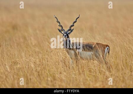 India, nello Stato di Gujarat, Blackbuck national park, Blackbuck (Antilope cervicapra), maschio Foto Stock