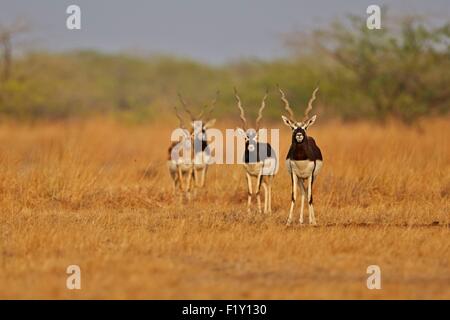 India, nello Stato di Gujarat, Blackbuck national park, Blackbuck (Antilope cervicapra), maschio Foto Stock