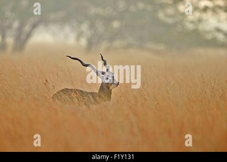 India, nello Stato di Gujarat, Blackbuck national park, Blackbuck (Antilope cervicapra), maschio Foto Stock