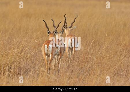 India, nello Stato di Gujarat, Blackbuck national park, Blackbuck (Antilope cervicapra), maschio Foto Stock