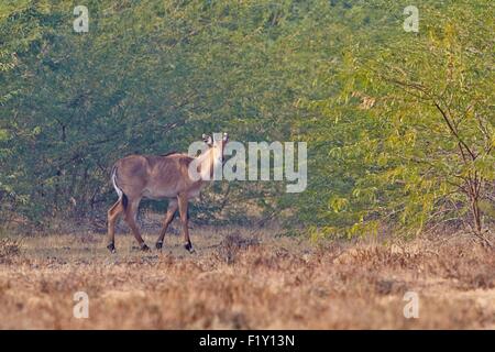 India, nello Stato di Gujarat, Blackbuck national park, Nilgai o Indian Bull o Blu Antilope (Boselaphus tragocamelus), femmina Foto Stock