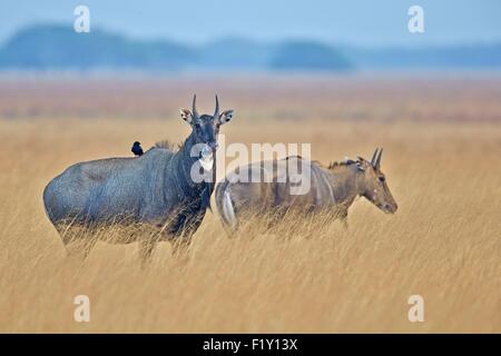 India, nello Stato di Gujarat, Blackbuck national park, Nilgai o Indian Bull o Blu Antilope (Boselaphus tragocamelus), maschio e femmina Foto Stock