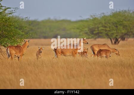 India, nello Stato di Gujarat, Blackbuck national park, Nilgai o Indian Bull o Blu Antilope (Boselaphus tragocamelus), femmina e youngs Foto Stock