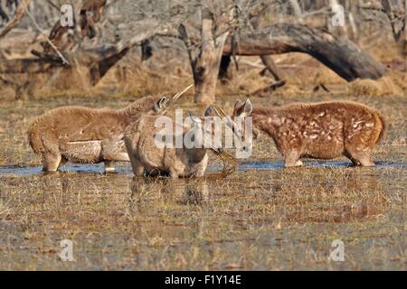 India Rajasthan, il Parco nazionale di Ranthambore, sambar deer (Rusa unicolor), si nutrono di aquatics piante in un marsch, 2 youg maschi sono combattimenti Foto Stock