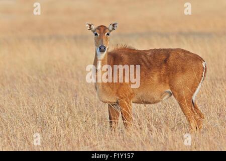 India, nello Stato di Gujarat, Blackbuck national park, Nilgai o Indian Bull o Blu Antilope (Boselaphus tragocamelus), femmina Foto Stock