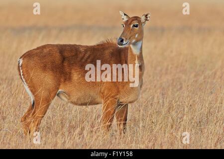 India, nello Stato di Gujarat, Blackbuck national park, Nilgai o Indian Bull o Blu Antilope (Boselaphus tragocamelus), femmina Foto Stock