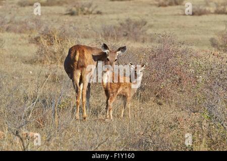 India Rajasthan, il Parco nazionale di Ranthambore, sambar deer (Rusa unicolor), femmine e giovani baby Foto Stock