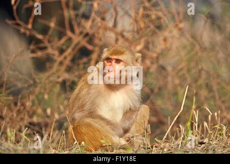 India Rajasthan, Bharatpur, parco nazionale di Keoladeo, macaco Rhesus (macaca mulatta) Foto Stock