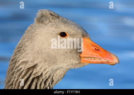 Francia, Doubs, Graylag Goose (Anser anser), ritratto Foto Stock