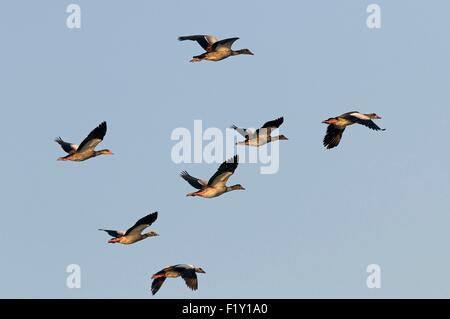 Oca egiziana (Alopochen aegyptiaca) in volo Foto Stock