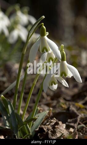 Snowdrops (Galanthus nivalis) Foto Stock