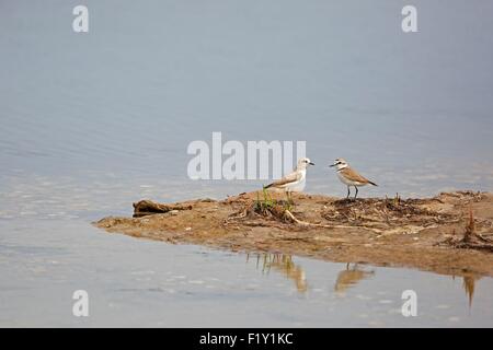 Il Marocco, Nador Laguna, Fratino (Charadrius alexandrinus) Foto Stock