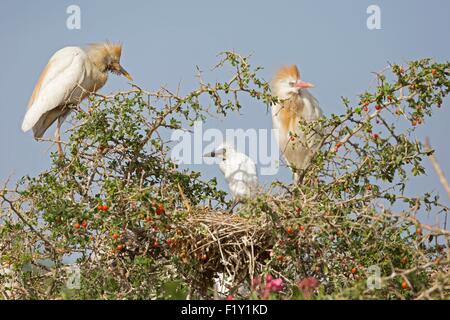 Il Marocco, Nador Laguna, Western Airone guardabuoi (Bubulcus ibis), nido Foto Stock