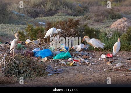 Il Marocco, Nador Laguna, Western Airone guardabuoi (Bubulcus ibis), l'inquinamento Foto Stock