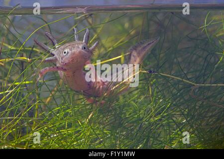 Francia, Vendee, La Barre de Monts, Daviaud, tritone crestato larva (Triturus cristatus) Foto Stock