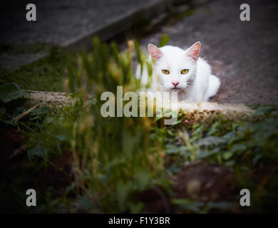 Gatto Bianco pronto a balzare Foto Stock