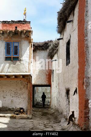 Il Nepal, Gandaki zona, Mustang superiore (vicino al confine con il Tibet), i cani e i gatti e la silhouette di una donna in una strada della città murata di Lo Manthang, la storica capitale del regno di Lo Foto Stock