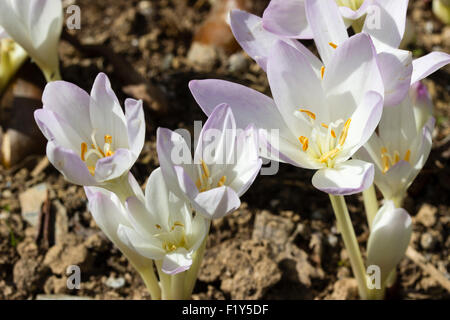 Rosa pallido forma di autunno prato in fiore di zafferano, Colchicum autumnale Foto Stock