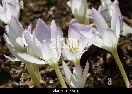 Rosa pallido forma di autunno prato in fiore di zafferano, Colchicum autumnale Foto Stock