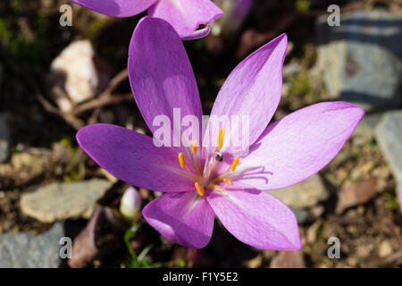 Tesselated petali in un fiore di fioritura autunnale Colchicum autumnale 'Nancy Lindsay' Foto Stock