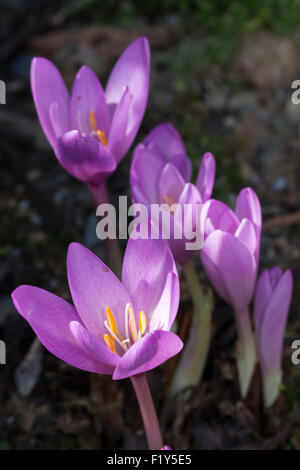 Tesselated petali in un fiore di fioritura autunnale Colchicum autumnale 'Nancy Lindsay' Foto Stock