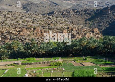 Oman, Djebel Shams, Wadi Ghul, antico borgo e Palm grove Foto Stock