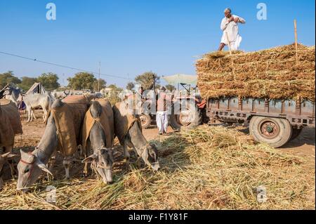 India Rajasthan, Nagaur, il Nagaur fiera del bestiame è la più grande fiera del suo genere nel paese Foto Stock