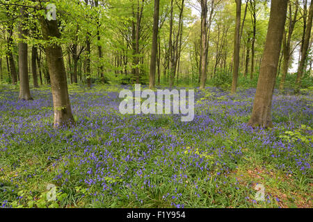 Bluebells in Micheldever legno in Hampshire, Inghilterra Foto Stock