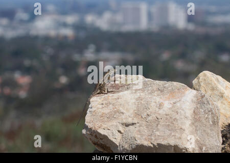 Una lucertola ensoleillement la sua auto su una roccia al mattino si affaccia su Orange County in California Foto Stock