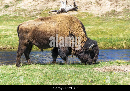 Grande maschio buffalo pascolare nel Parco Nazionale di Yellowstone. Foto Stock