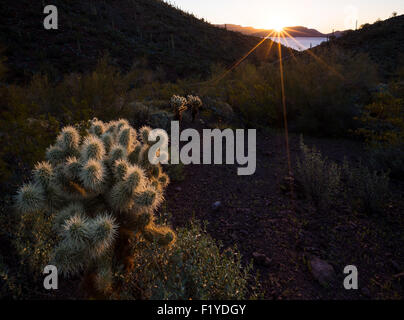 Alba di Cholla Foto Stock