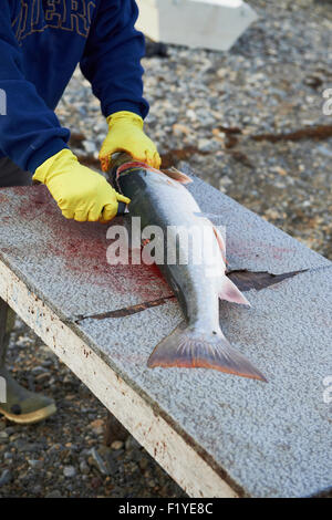 Canada,Nunavut,Oceano Artico,Salmerino alpino Foto Stock