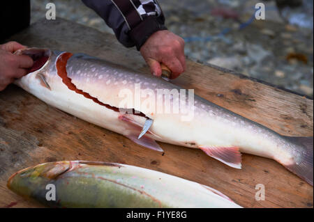 Canada,Nunavut,Oceano Artico,Salmerino alpino Foto Stock