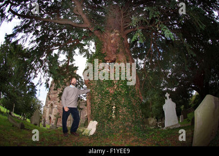 Inglese antico yew trees (Taxus baccata) cresce in un cimitero di Portbury, con yew expert Tim colline. Un REGNO UNITO Foto Stock