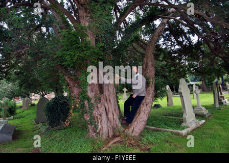 Inglese antico yew trees (Taxus baccata) cresce in un cimitero di Portbury, con yew expert Tim colline. Un REGNO UNITO Foto Stock