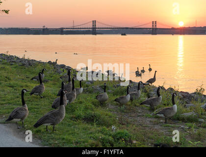 Un gruppo di oche raccogliere lungo il fiume Mississippi. Foto Stock