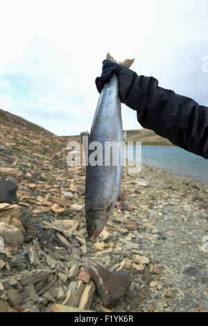 Canada,BOY,Nunavut,Oceano Artico,Salmerino alpino Foto Stock