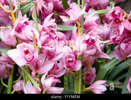 Cymbidium orchid flower Foto Stock