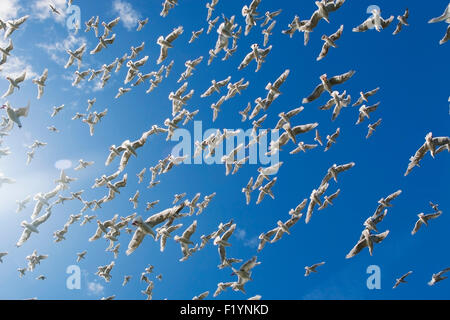 La fauna selvatica,Glaucous-Winged Gull,Sankin Isola Foto Stock