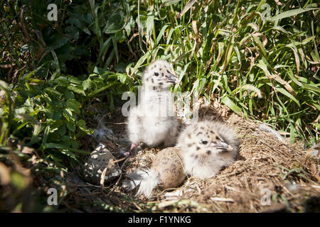 La fauna selvatica,Glaucous-Winged Gull,Sankin Isola Foto Stock