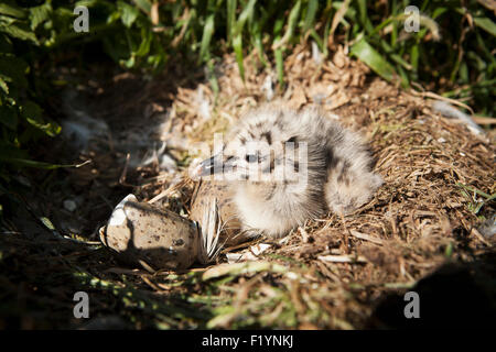 La fauna selvatica,Glaucous-Winged Gull,Sankin Isola Foto Stock