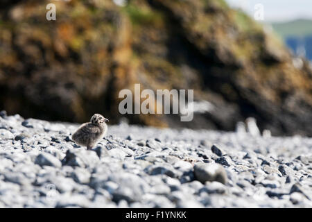 Spiaggia,Wildlife,Glaucous-Winged Gull,Ikatan Foto Stock