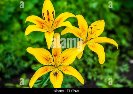 Gigli giallo su sfondo verde, Ape su un fiore, pianta ornamentale, fiore Luglio, gigli, gigli gialli, Lily fiori Foto Stock